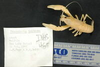 Image of Procambarus toltecae
